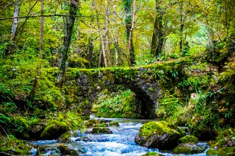 Stone bridge in the woods Stock Photos