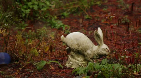 Stone bunny rack focus rain branches Stock Footage 25006433