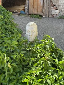 Stone Bust Emerging from Dense Greenery Stock Photos