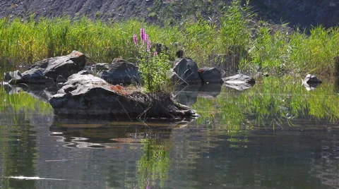 Stone in a calm lake Stock Footage 65329410