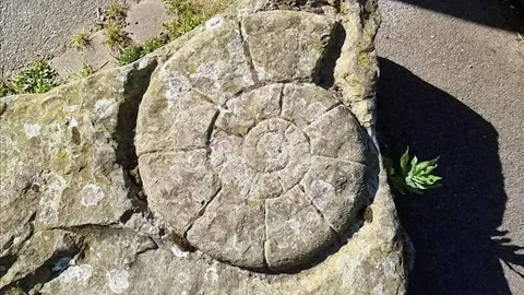 Stone carved ammonite fossil shell cut into large sandstone quarry boulder rock Video stock 309168554