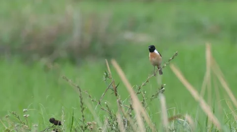 Stone chat bird flying and returning to stay on the plant shoot Stock Footage 61329408