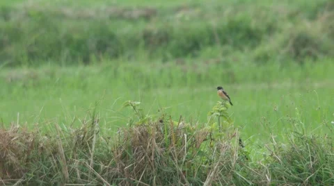 Stone chat bird resting in the field Stock Footage 61275979