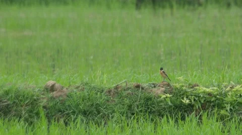 Stone chat bird searching and eating on the floor Stock Footage 61275967