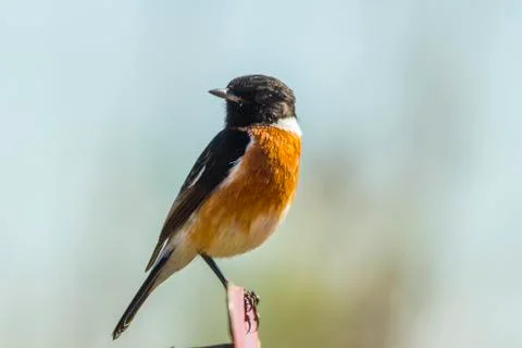 Stone Chat perched Foto stock