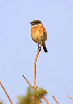 Stone chat perching Stock Photos