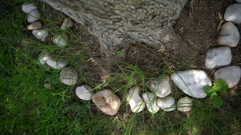Stone Circle Surrounds Old Olive Tree Trunk Stock Footage 345618383