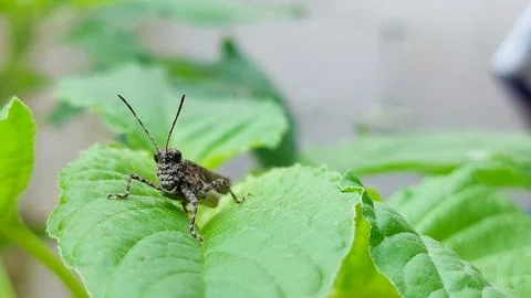 Stone-colored grasshopper resting on leaf Stock Photos