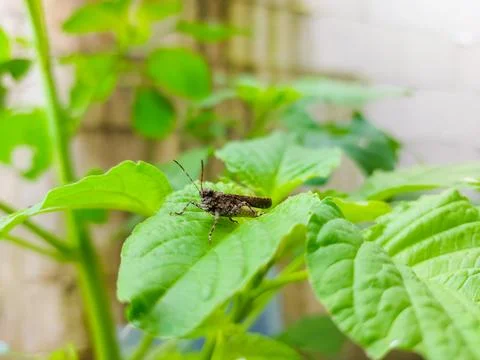Stone-colored grasshopper resting on leaf Stock Photos
