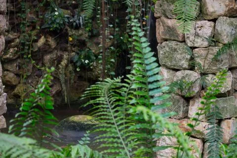 Stone Column in Jungle Stock Photos