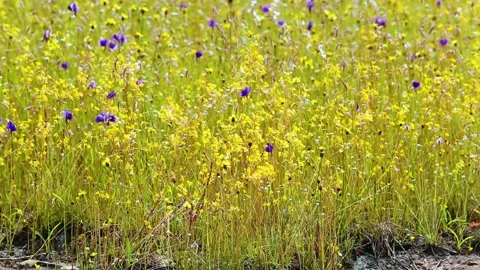 Stone courtyard flowers Stock Footage 150950097