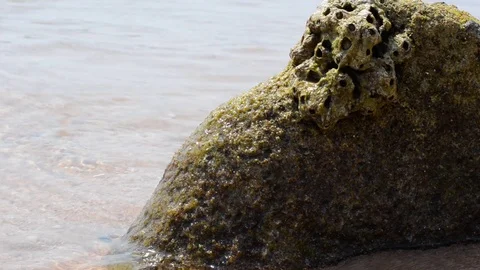 Stone covered with green moss washed by sea waves Stock-Footage 99833467