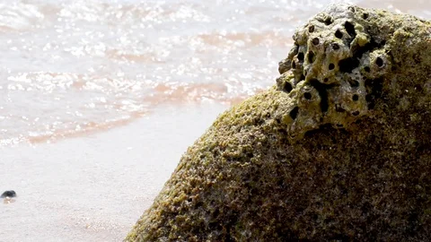 Stone covered with green moss washed by sea waves Stock-Footage 99833501