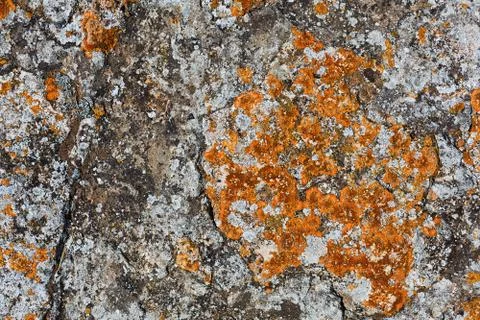 Stone covered by lichen background Stock Photos