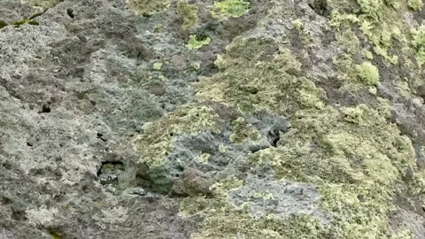 Stone covered by lichen 스톡 동영상 99850763