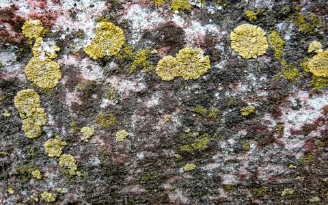 Stone Covered With Mold Stock Photos