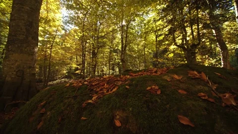 The stone covered with moss and fallen red and brown dried leaves. treetops in Stock Footage 204052774