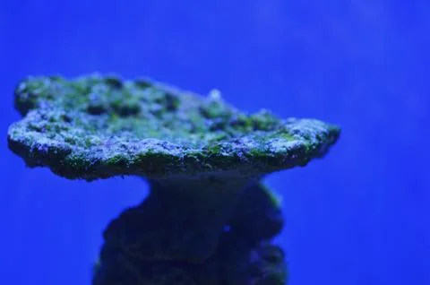 The stone is covered with moss at a depth Stock Photos
