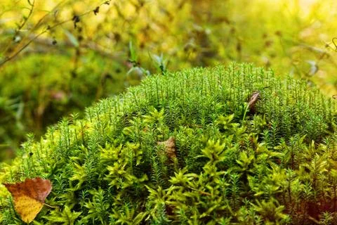 Stone covered by moss in fall forest Stock Photos