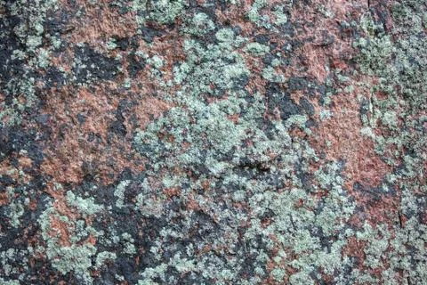 A stone covered with moss Stock Photos