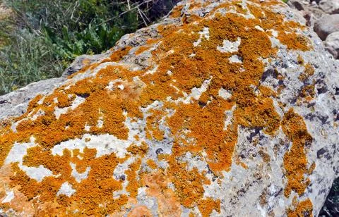 A stone is covered by moss Stock Photos