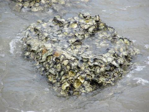 Stone covered by seashells Stock Photos