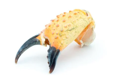 Stone crab claw Stock Photos