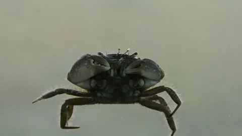 Stone Crab crawling 스톡 동영상 70793246