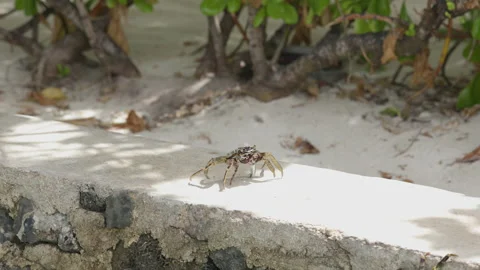 A stone crab crawling on stones near the sea in Maldives Islands. Stock Footage 164236853