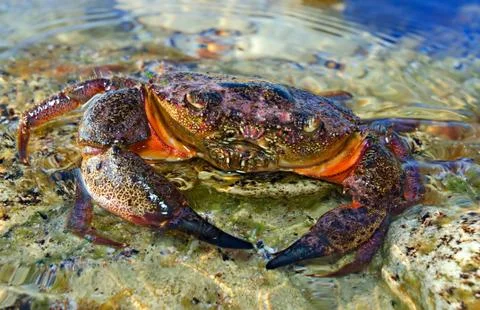 Stone crab Stock Photos