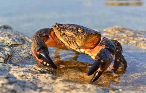 Stone crab Stock Photos