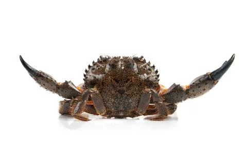 Stone crab Stock Photos