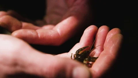 Stone crayfish on hand 動画素材 92410766