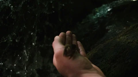 Stone crayfish walking on hand Stock Footage 92410659