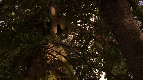 Stone cross and vines Stock Footage 53338705