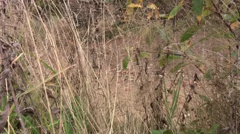 Stone crucifix seen through thick and dry grass at side of the road 58b Stock Footage 58736794