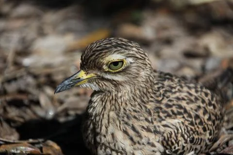Stone curlew Stock Photos