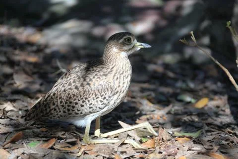 Stone curlew Stock Photos