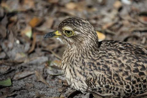 Stone curlew Stock Photos