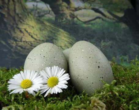 Stone decoration Eggs on natural green moss with daisies Stock Photos