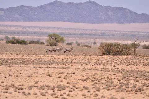 Stone Desert panorama Background in Namibia Africa Stock Photos