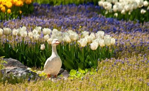 A stone duck statue Stock Photos