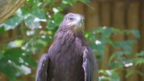 The stone eagle is a species of bird of prey of the hawk family Stock Footage 252747166