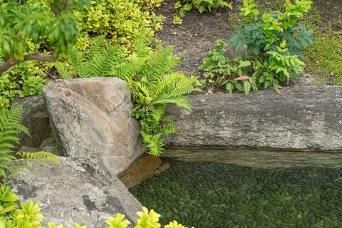 Stone edged pond with algae covered water and ferns Stock-Fotos