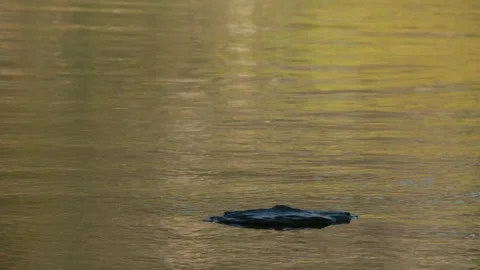 Stone in evening sunlight on gently rippling water Stock Footage 317610688