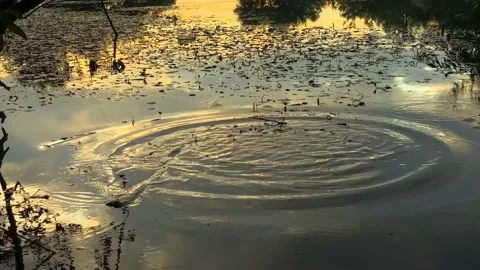 Stone Falling into Lake Water 库存影片 163313174
