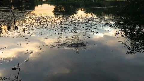 Stone Falling into Lake Water Stock Footage 163314004