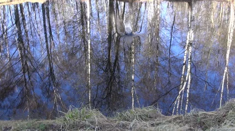 Stone falling in the pond with reflection of birch tree forest rippling in water Stock Footage 59080769