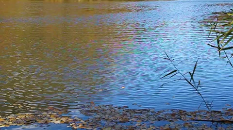 Stone falls into the lake, are circles Stock Footage 31128628