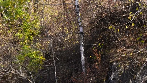 A stone falls from a mountain into a river Video stock 152530503